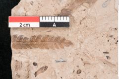 Foto (Detailansicht) von Dryandra sp. (NHMW-GEO-2024-0188-11468)